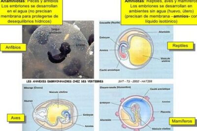 amniotas vs anamniotas descubre las diferencias aqui