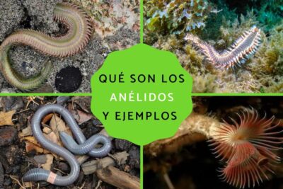 anelidos al descubierto tipos caracteristicas y ejemplos fascinantes