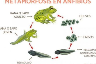 anfibios definicion caracteristicas y ejemplos que te sorprenderan