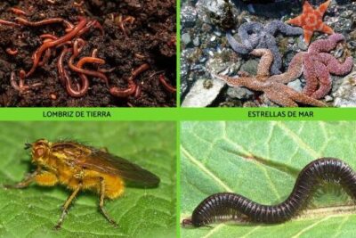 animales detritivoros caracteristicas y ejemplos que te sorprenderan