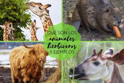 animales herbivoros descubre ejemplos fascinantes y caracteristicas clave
