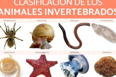 animales invertebrados descubre sus caracteristicas y clasificacion