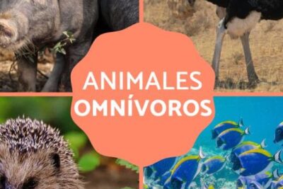 animales omnivoros conoce ejemplos y adapta su dieta