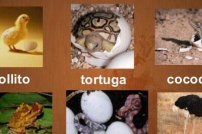 animales oviparos descubre sus caracteristicas unicas aqui
