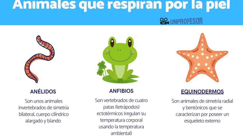 Aprende sobre animales que respiran por la piel: ¡Exploración fascinante! 1 aprende sobre animales que respiran por la piel exploracion fascinante