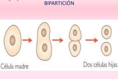 biparticion ejemplos y definicion para entenderlo todo