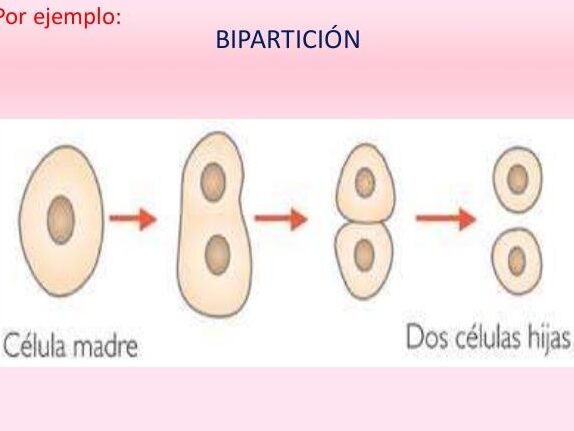 Bipartición: Ejemplos y Definición para Entenderlo Todo 1 biparticion ejemplos y definicion para entenderlo todo