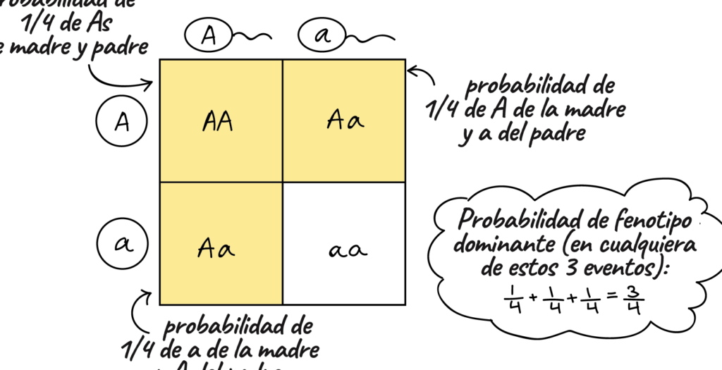 Cálculo Genético: Entendiendo las Proporciones 1 calculo genetico entendiendo las proporciones