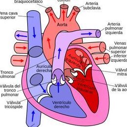 capas del corazon exploracion y funciones