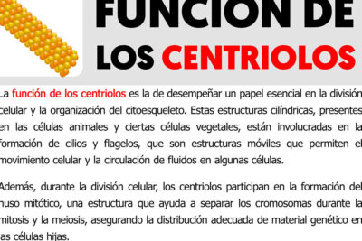 centriolos funciones y estructura en la division celular