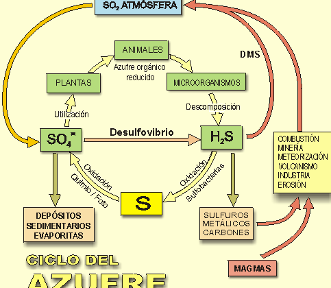 Ciclo Biogeoquímico del Azufre: Interacciones Vitales en el Ecosistema 1 ciclo biogeoquimico del azufre interacciones vitales en el ecosistema