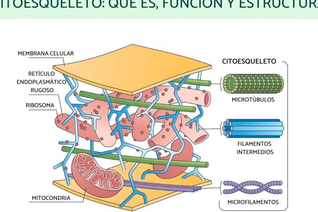 Citoesqueleto: Funciones y Estructuras en la Célula 1 citoesqueleto funciones y estructuras en la celula