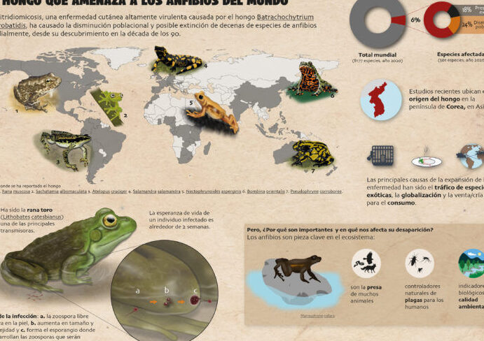 Clasificación de los anfibios: Vida entre dos mundos 1 clasificacion de los anfibios vida entre dos mundos
