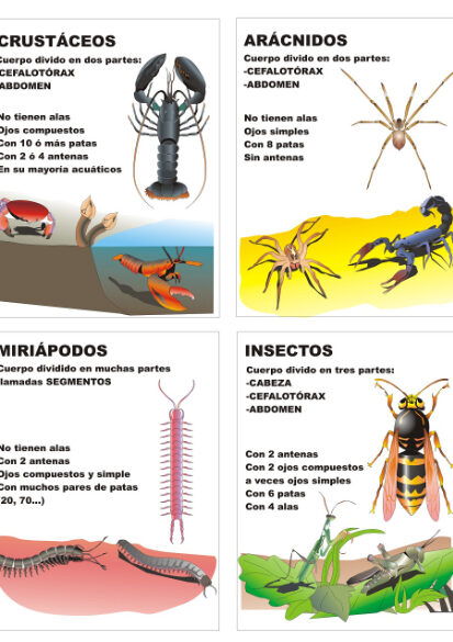 Clasificación de los artrópodos: Los invertebrados más exitosos 1 clasificacion de los artropodos los invertebrados mas