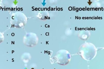 clasificacion de los bioelementos elementos esenciales para la vida