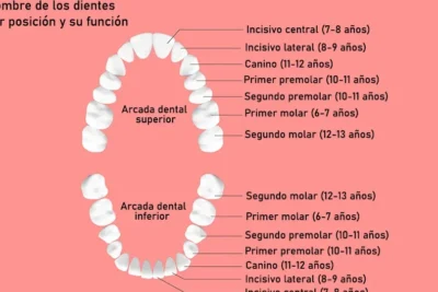 clasificacion de los dientes tipos y funciones