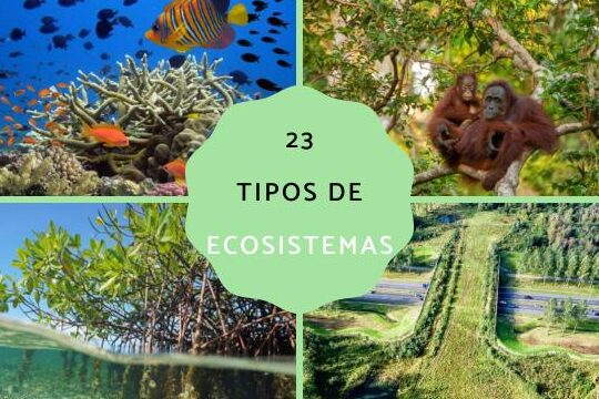Clasificación de los ecosistemas: Descubre los diferentes hábitats 1 clasificacion de los ecosistemas descubre los diferentes habitats