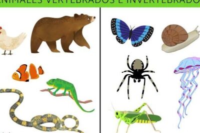 clasificacion de los mamiferos descubre la diversidad en el reino animal
