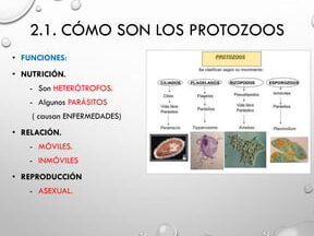 Clasificación de los protozoos: Microorganismos fascinantes 1 clasificacion de los protozoos microorganismos fascinantes