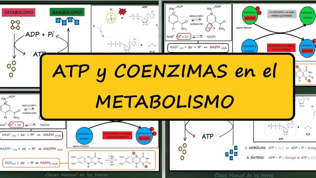 Coenzimas ATP y NAD: Energía en acción 1 coenzimas atp y nad energia en accion