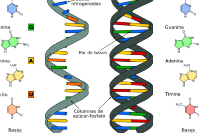 conceptos basicos de genetica explicados de forma facil y accesible