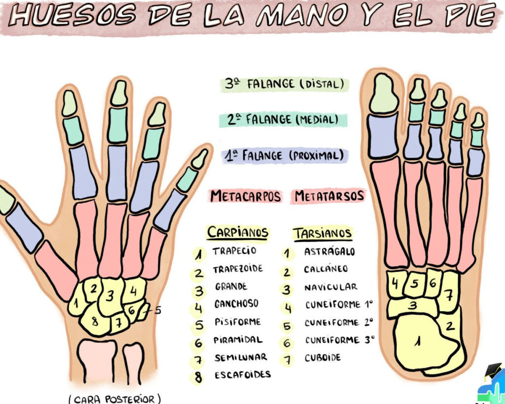 Conoce los nombres de los huesos de la mano y del pie con esta guía ilustrada 1 conoce los nombres de los huesos de la mano y del pie con esta guia ilustrada