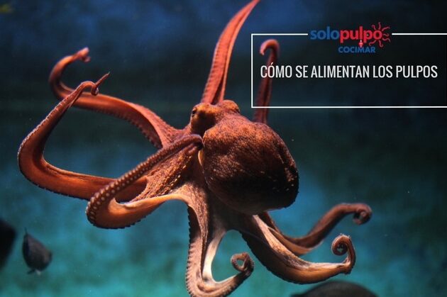 Descubre los hábitos alimenticios de los pulpos de manera sorprendente 1 descubre los habitos alimenticios de los pulpos de manera sorprendente
