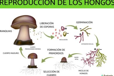 descubre los secretos de la reproduccion de los hongos de manera sorprendente