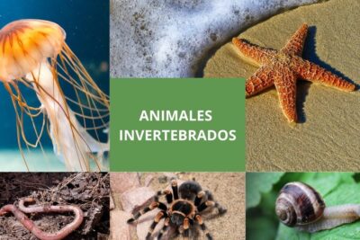 explora la diversidad de los animales invertebrados con imagenes asombrosas