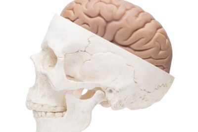 funciones del craneo proteccion y soporte para el cerebro
