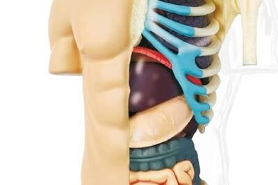 partes del cuerpo humano explorando la anatomia