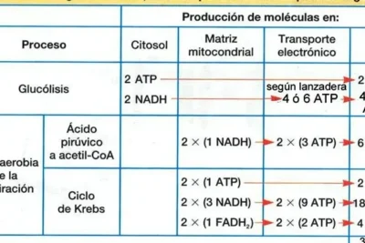 respiracion celular balance global simplificado
