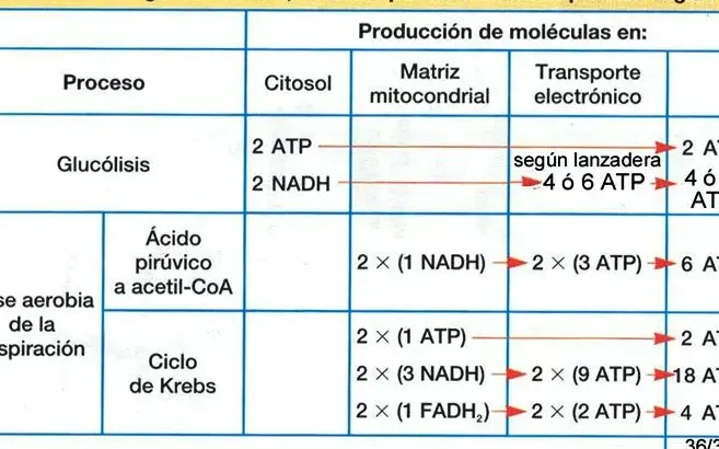 Respiración Celular: Balance Global Simplificado 1 respiracion celular balance global simplificado